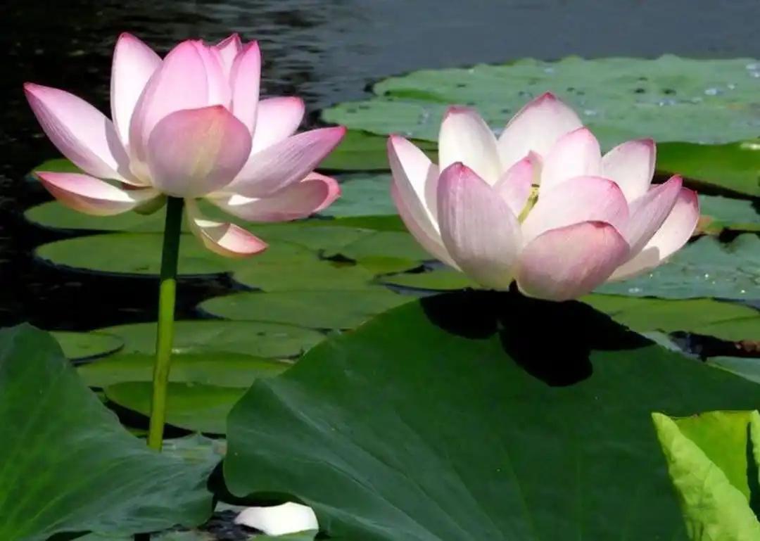 我那个姑父，十里八乡出了名的酒鬼，窝囊废。但他四个儿子，一个检察院院长，一个报社