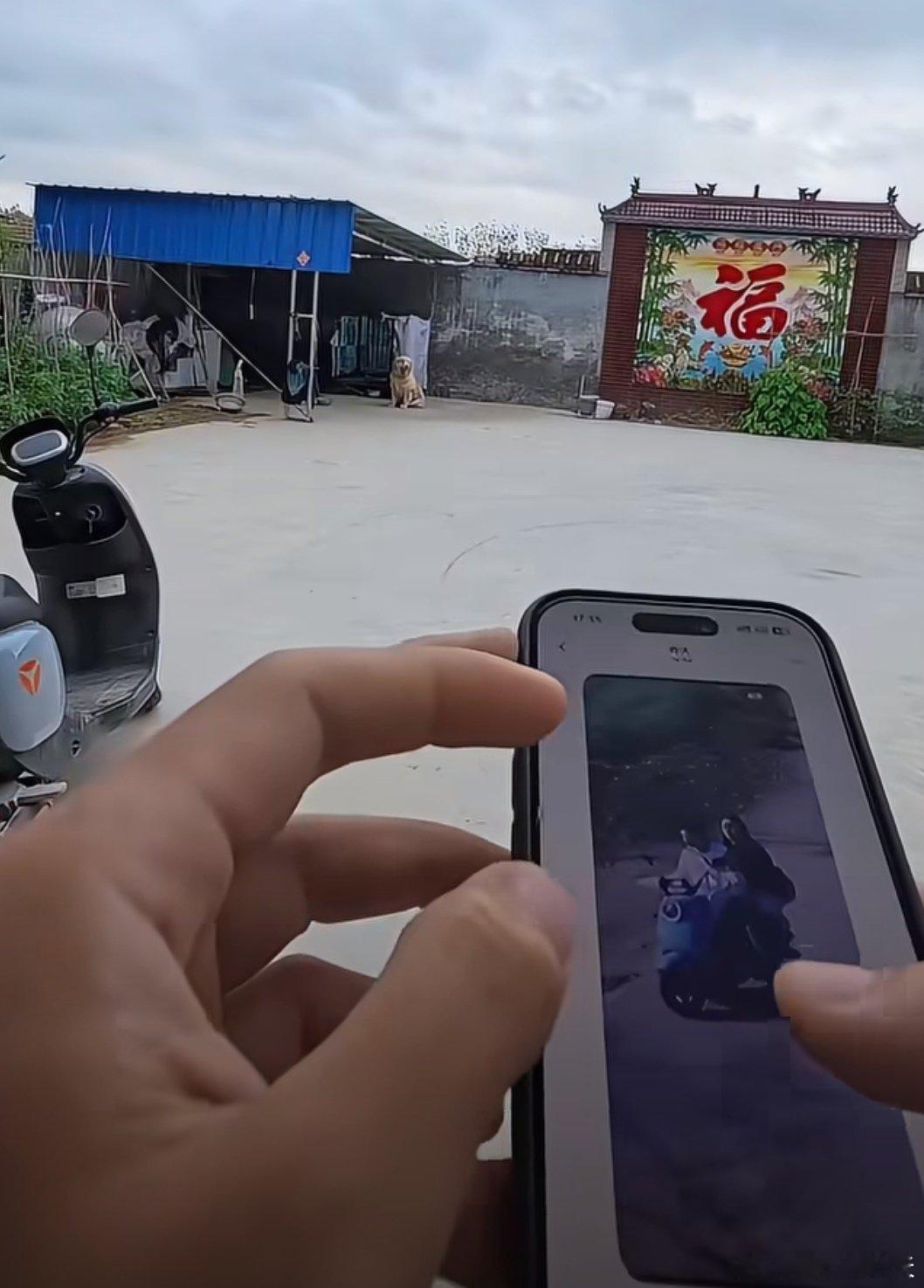 男子拐走网红边牧180元转卖宰杀河南网红边牧“锄头”是一只稀有的陨石边牧，狗主人