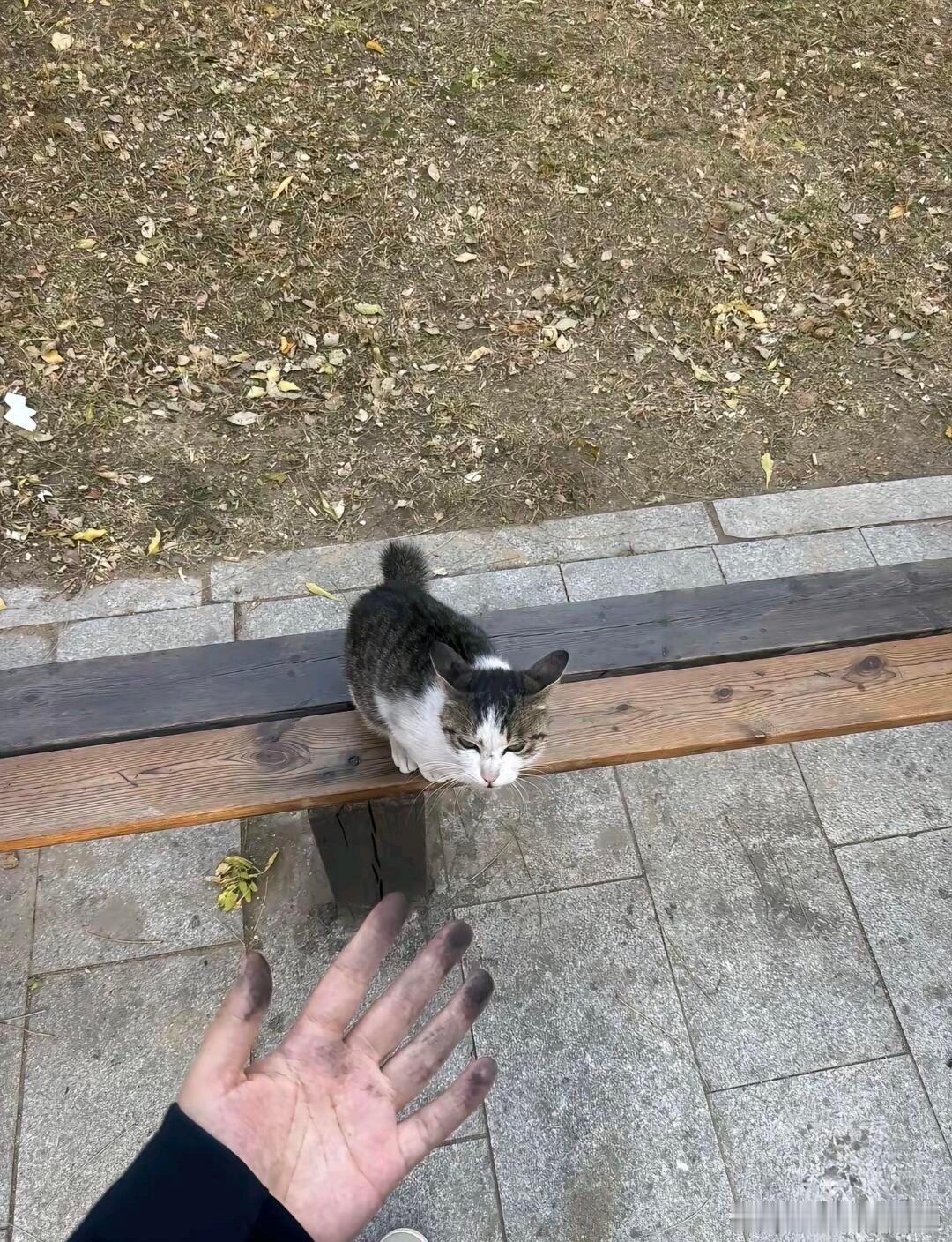 小猫你掉色不早说！