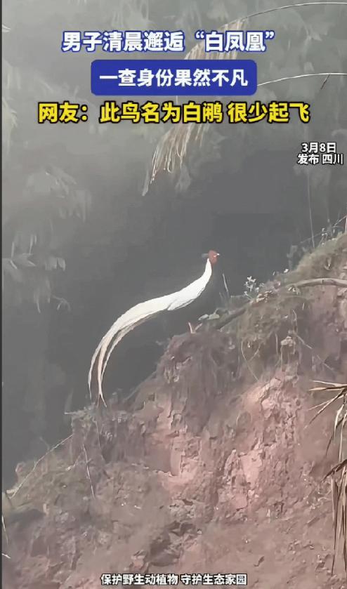 “解释不清了！”四川一男子，驱车进山办事，无意间瞥见远处树林里闪过一个洁白的影，