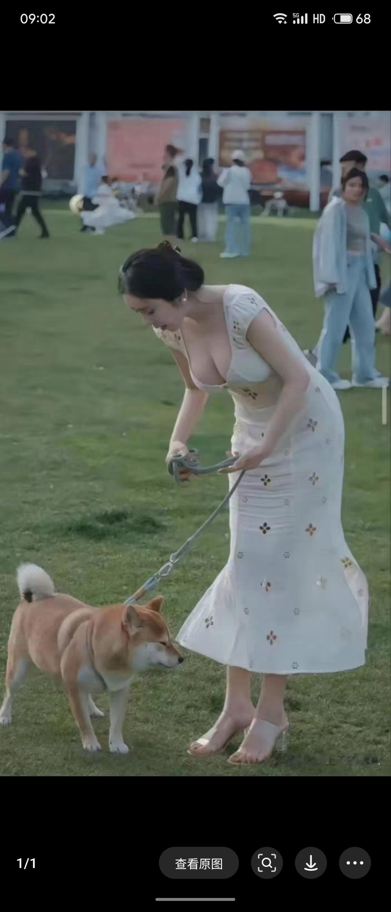 傻傻分不清日本柴犬和广西田园犬，有人知道不