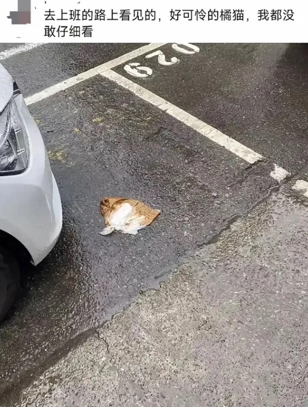 去上班的路上看见的，我都没敢仔细看
