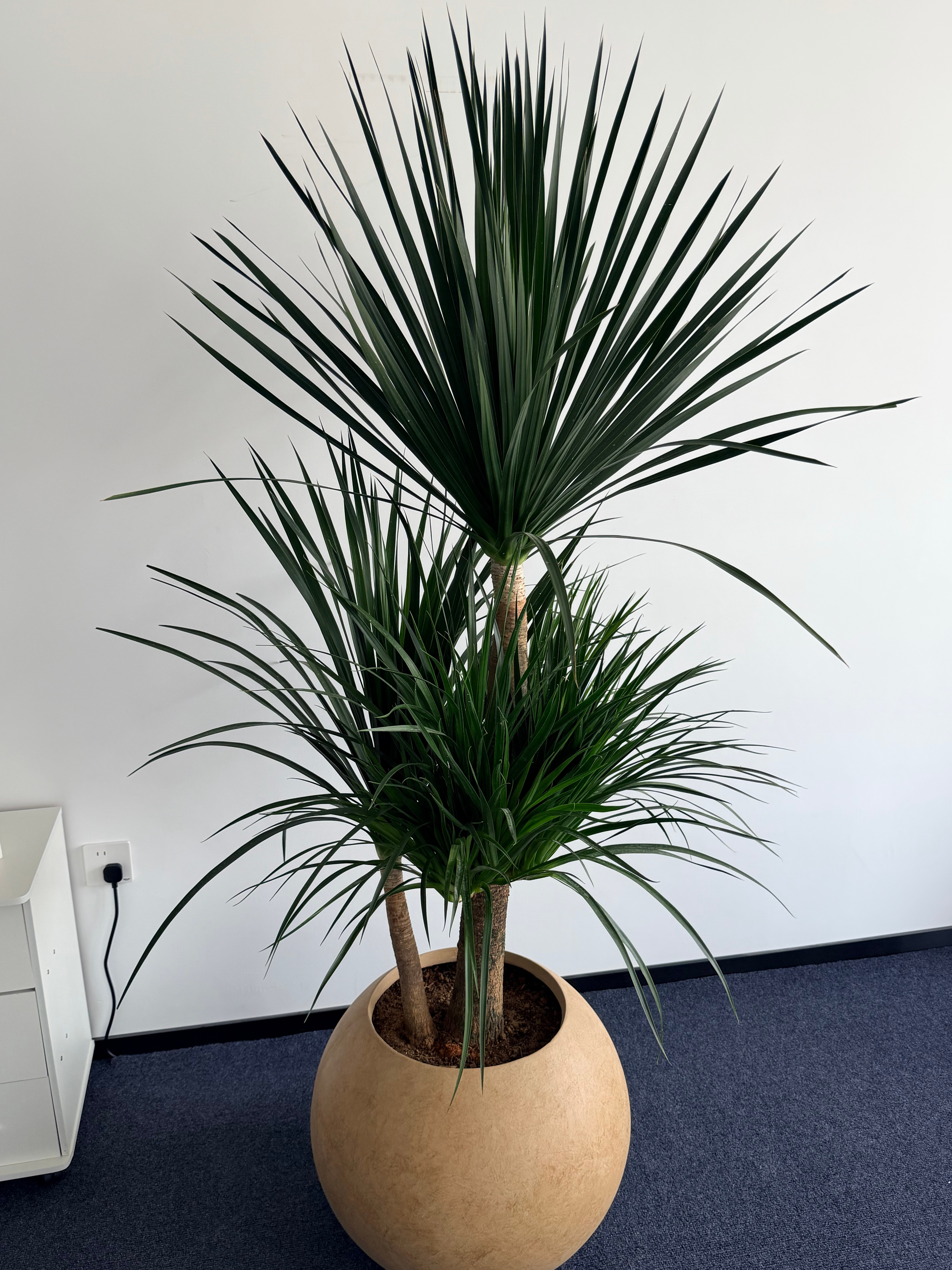 初八上班的我就这样什么样？小梦已经迫不及待了啊！迫不及待的给我的龙血树浇水已经