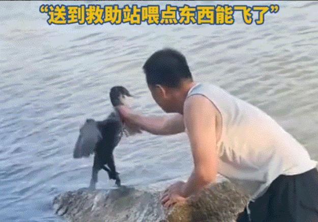 新疆阿勒泰富蕴县，一名男子在河边游玩时发现暖心一幕。当地野生鱼鹰素来警惕怕人，一