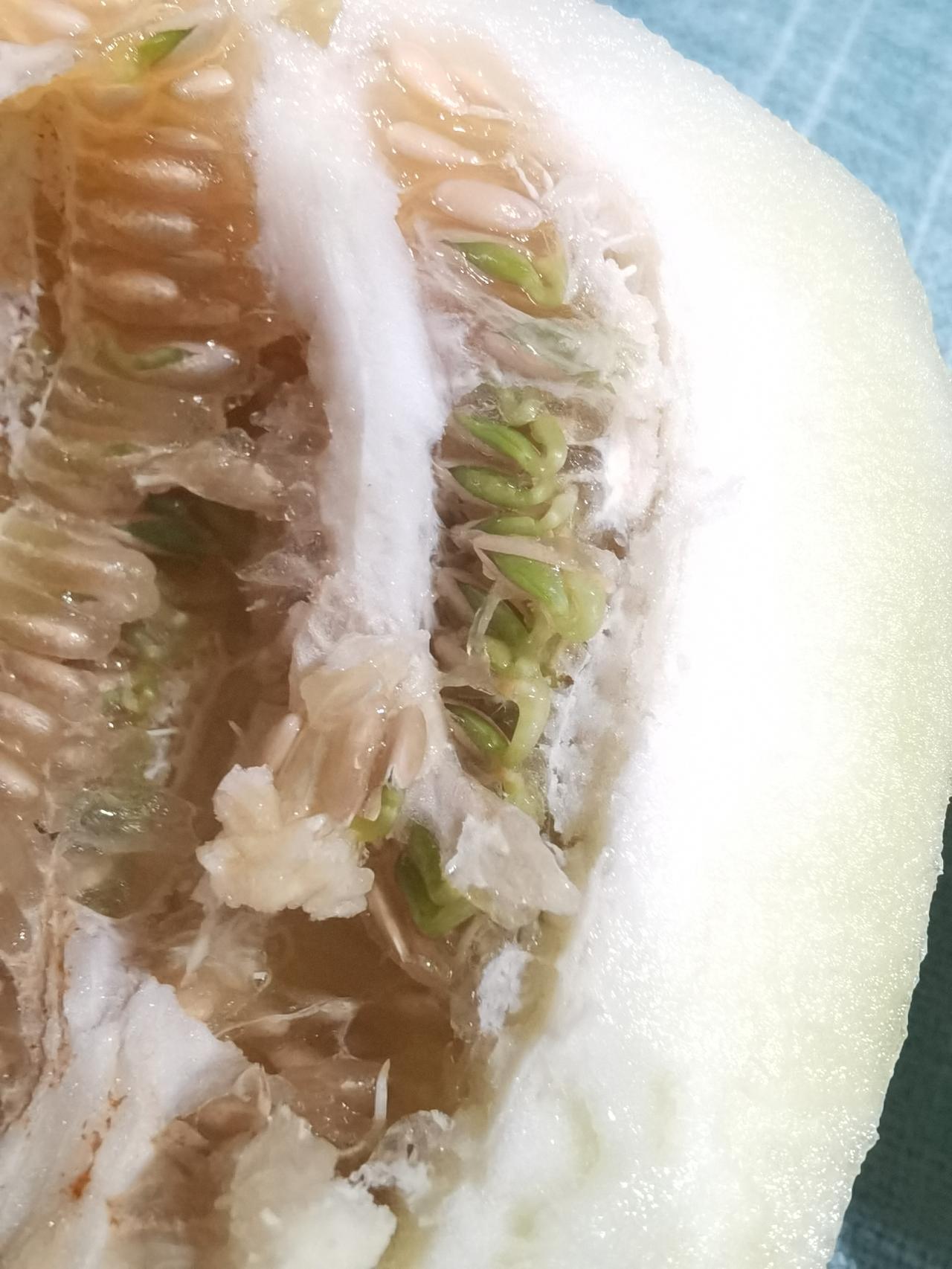 早上买的香瓜，切开发现里面的瓜子都发芽了。现在的瓜怎么会这样？