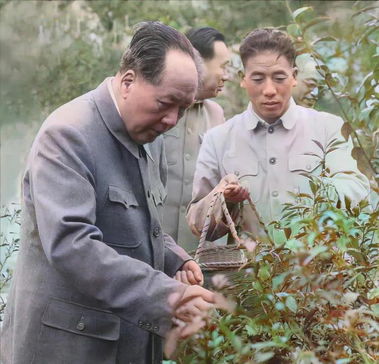 1963年，毛主席视察杭州，住在西湖宾馆，这是毛主席闲暇时刻在西湖采摘龙井茶的留