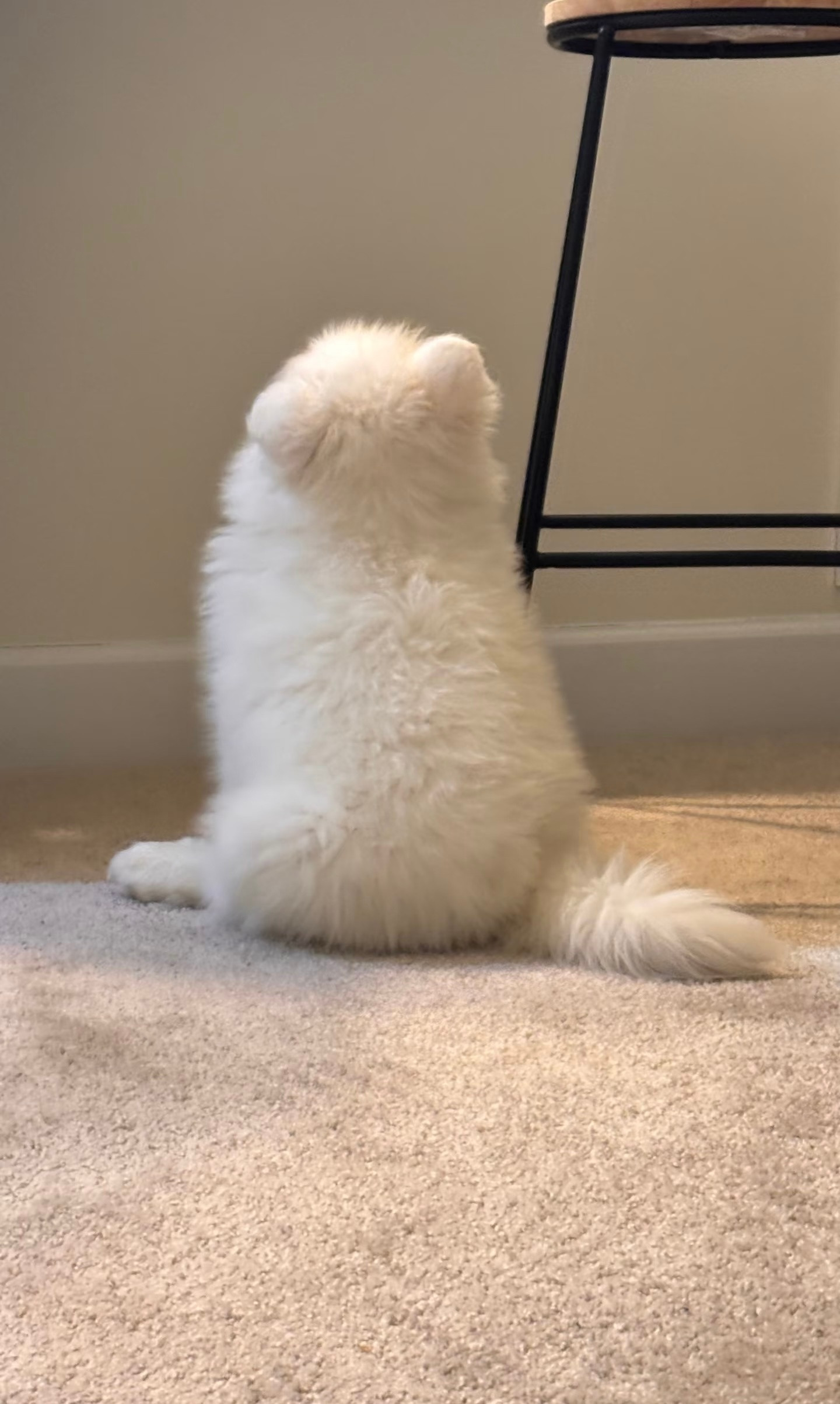 正在乖乖等待晚饭的萨摩耶宝宝