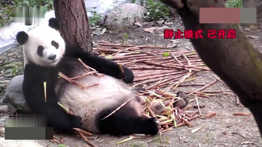 熊猫恶搞衣服视频,熊猫恶搞衣服视频大全