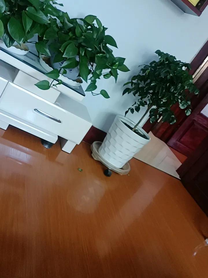 过期药别扔———1.【阿莫西林】1粒兑2斤水，灌根防烂根。2.（甲硝唑）磨