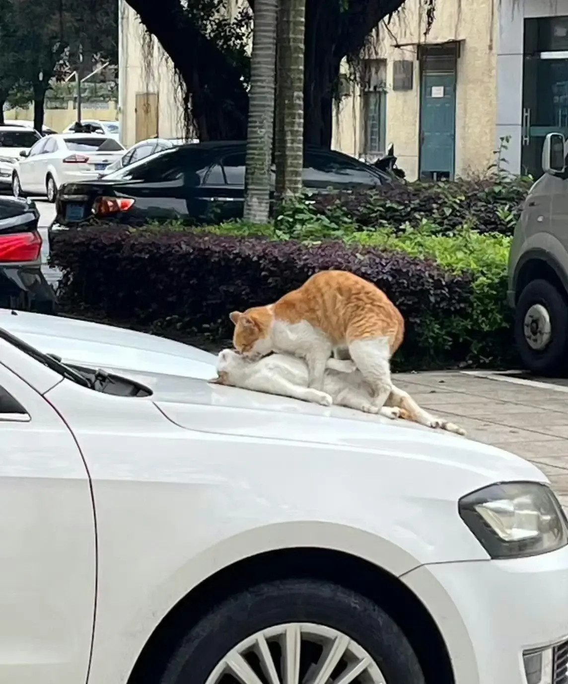 很写意的小猫。