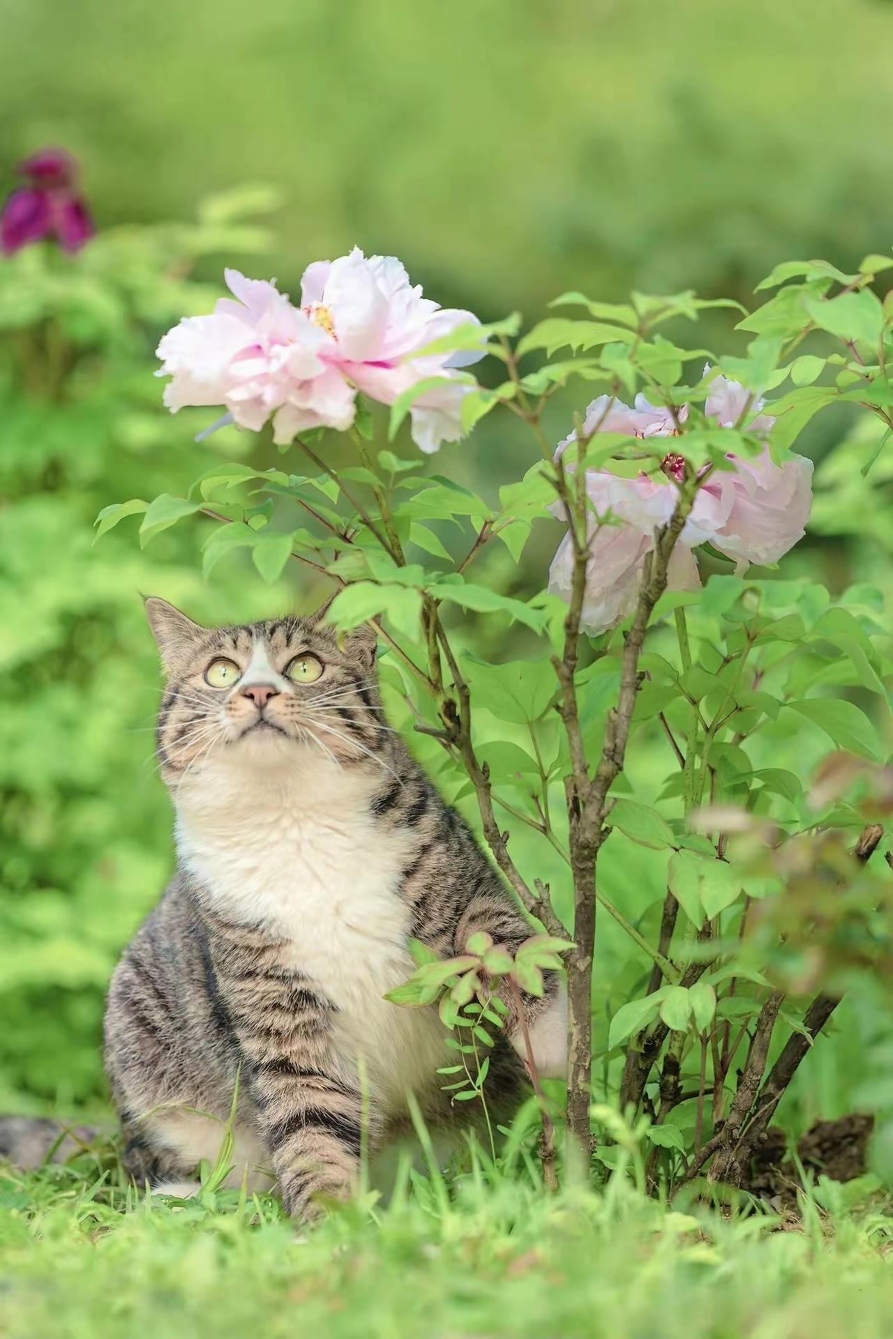 狮子座♌️5月6日至5月12日运势吉星救驾，有如神助。命星与岁星呈幸运角