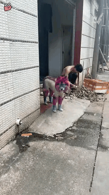 还真是什么人养什么狗，看这狗子的造型就知道狗主人比狗子更狗[笑着哭]