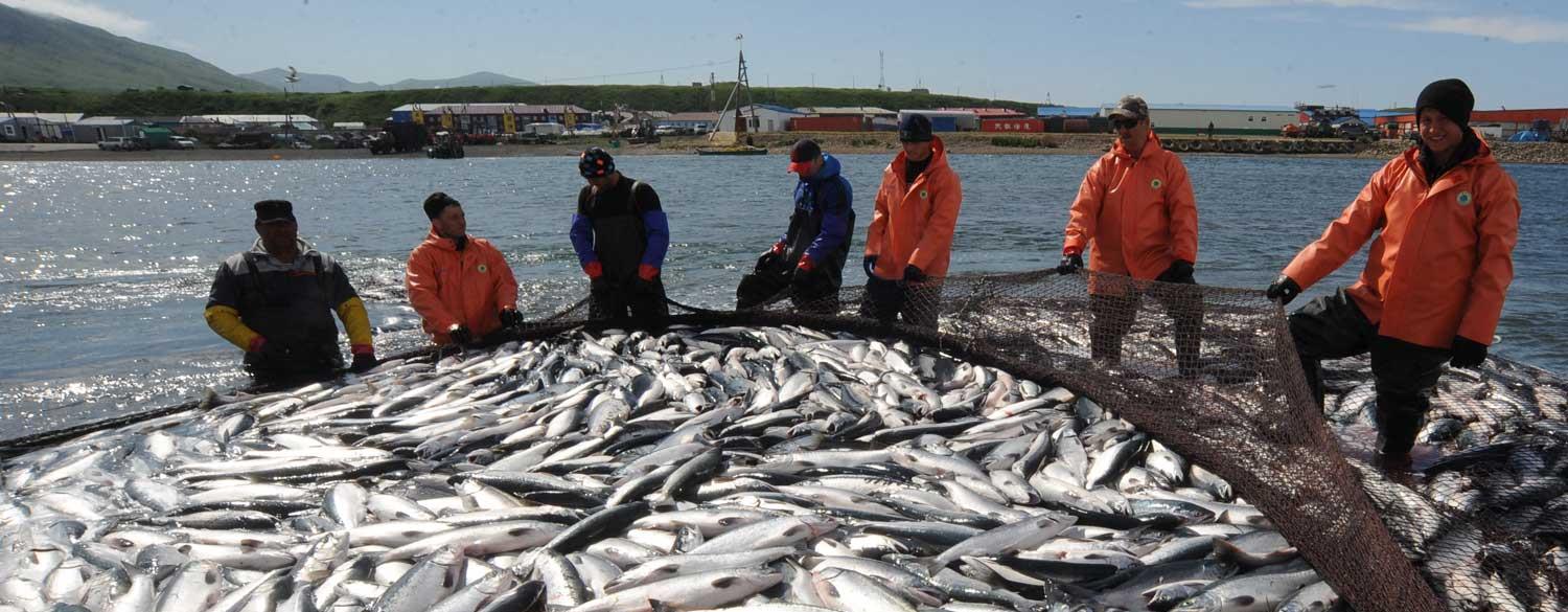 远东渔场向来都是俄罗斯渔业的"聚宝盆,有经济开发价值的水生生物