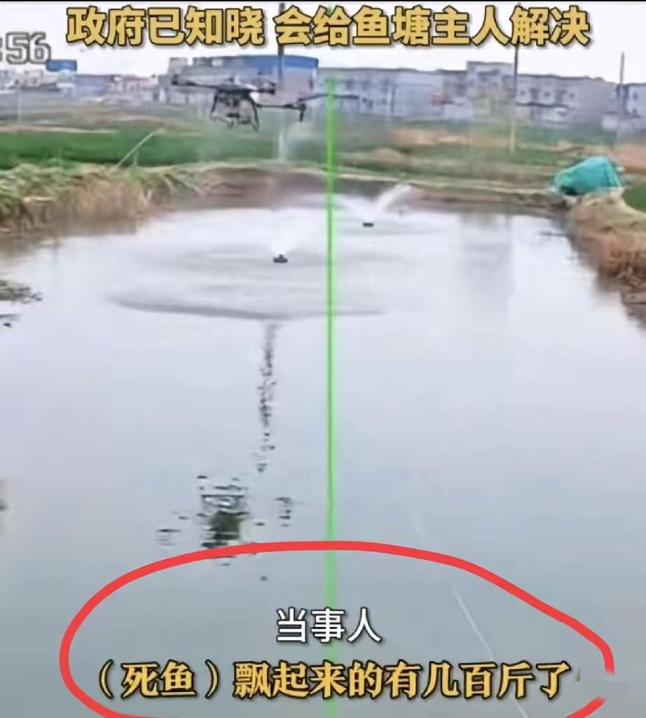 油菜花打药后，死蜜蜂我感觉不奇怪，但是我实在想不到，这药​怎么就打到池塘里