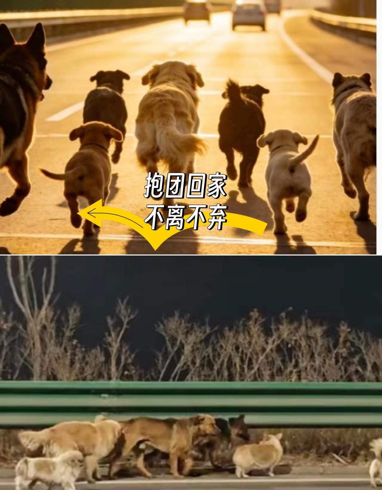 刚刷到长春那7只狗的事，盯着屏幕愣了半晌，感慨它们怎么这么厉害？17公里的车水马