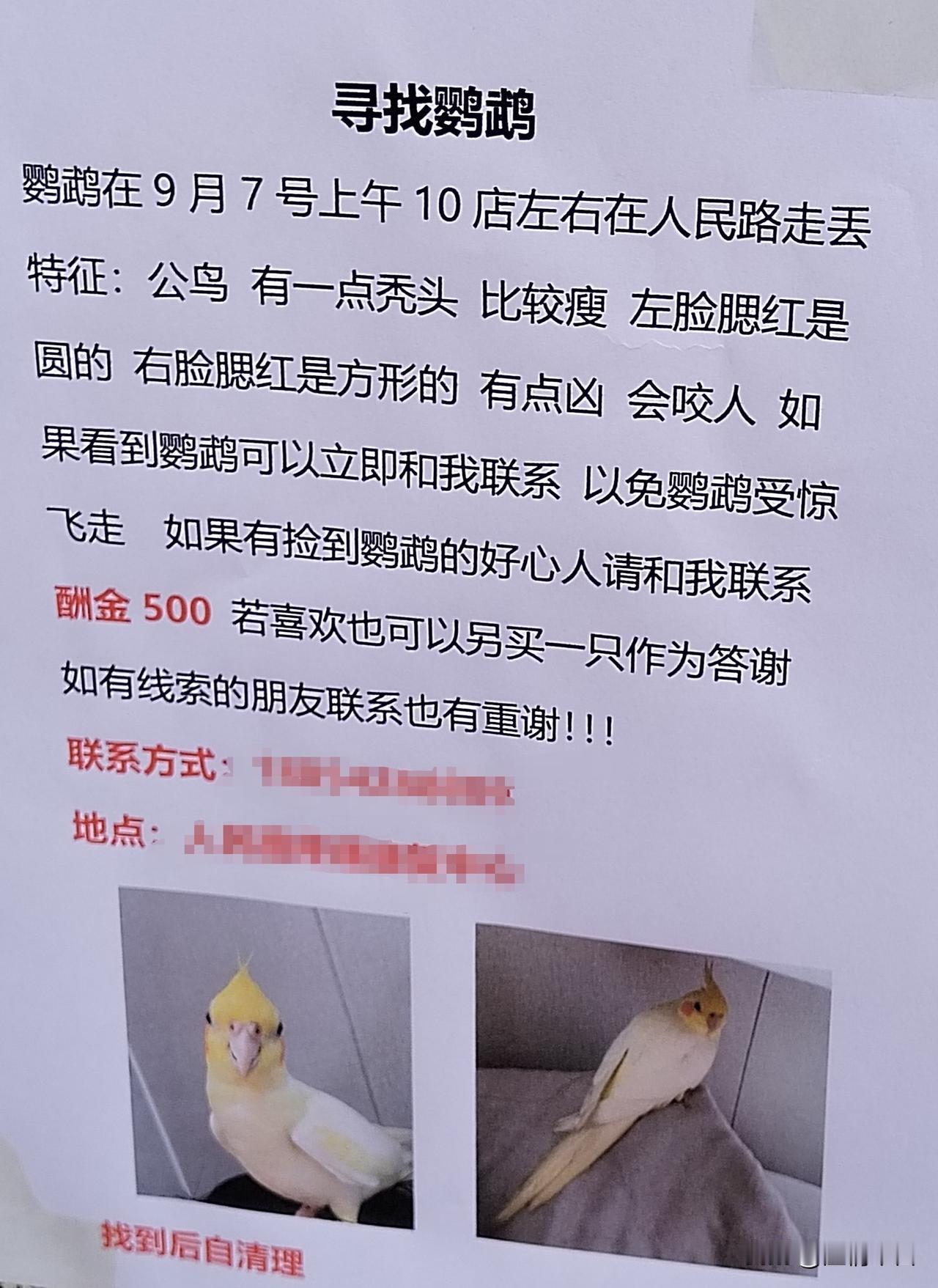 这只走丢的左腮红圆、右腮红方的瘦鹦鹉，你可知道你走丢了500元钱？快回来吧，别凶