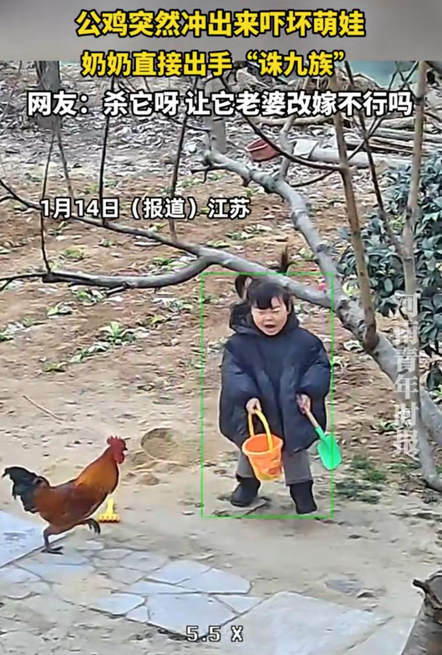 江苏宿迁，一名女童正在院中玩耍时，突然一只公鸡冲过来将女童吓哭，奶奶看到后直接出