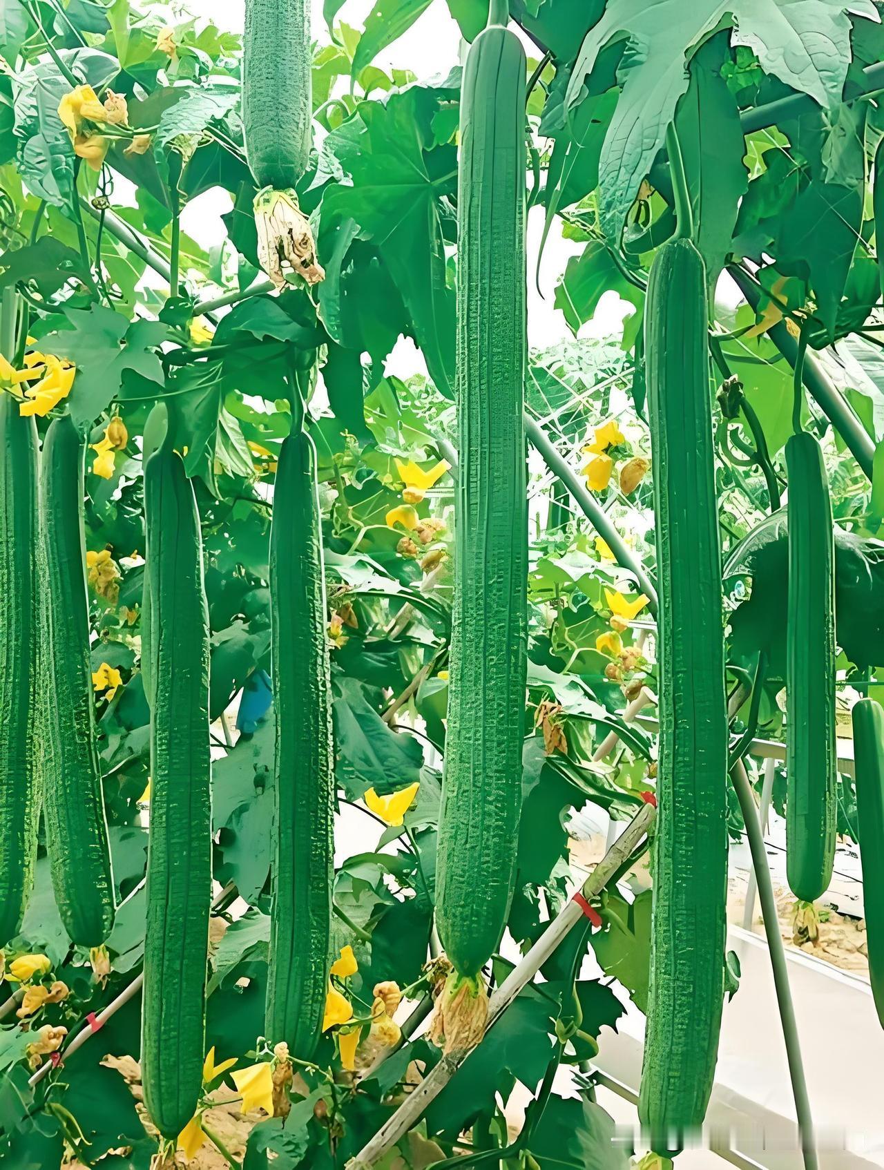 蔬菜整枝口诀茄子首花切莫留，侧枝齐打长势优。辣椒现苞疏底叶，通风透光果丰