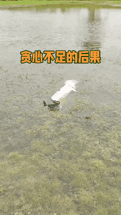 鱼之大一口吞不下…🥲