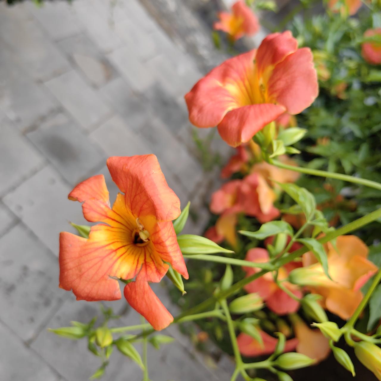 借着家里卫生间的装修,打算把这住了20年的房子也刷一下。早上8点房屋翻修的人