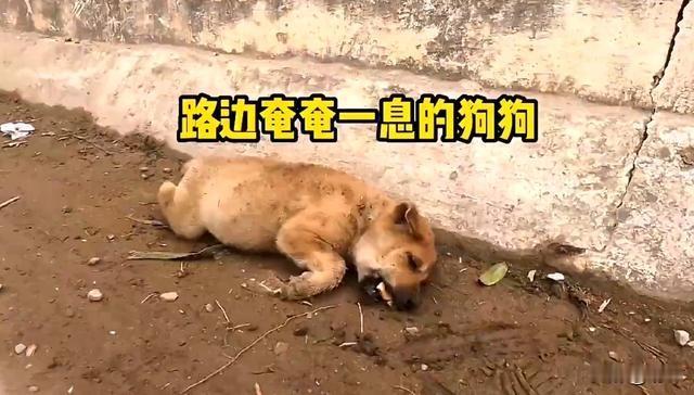 太可怜了，这天一位小姐姐去晨跑，当她跑到一条偏僻的小路上的时候，看到非常可怜的一