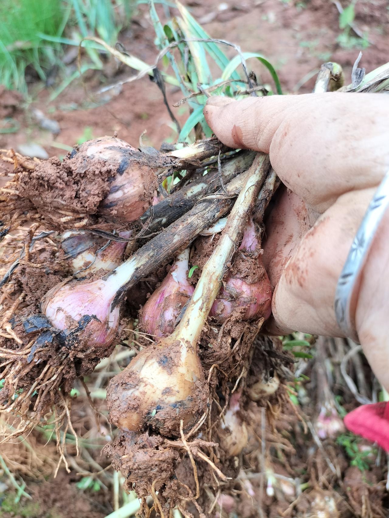 大家看看，这就是蒜苗种，是我种的蒜没有吃完，在地里老掉了，就变成了蒜种，今年可以