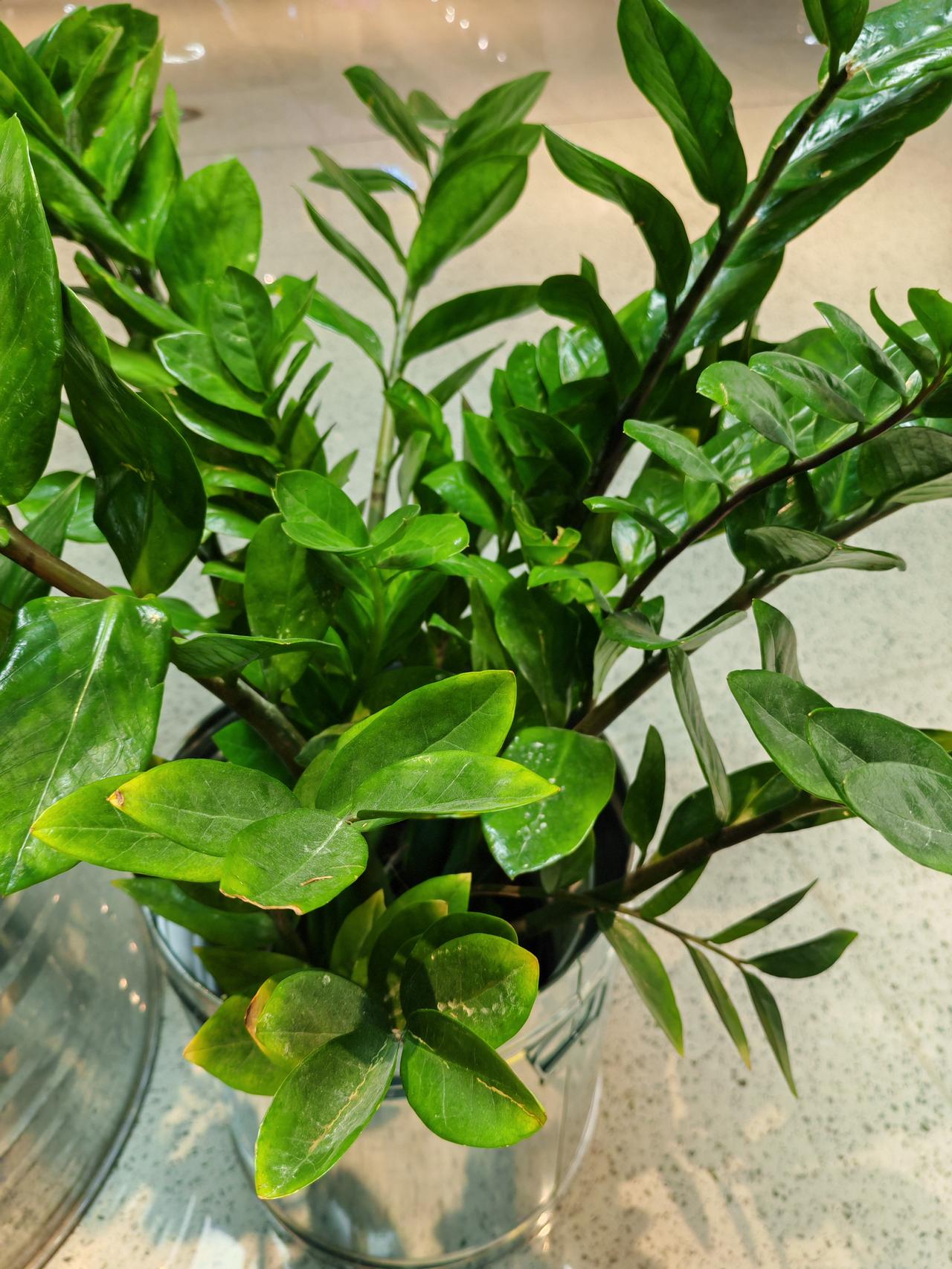 天南地北大拜年一盆绿油油的金钱树盆栽🪴，生机勃勃。