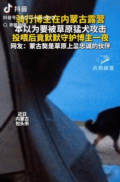 太有灵性了！内蒙古包头，一男子晚上露营时，突然遇到了两只大型猛犬，看到它们在翻垃