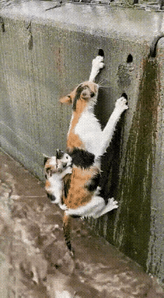 破防了！猫妈妈一次次背着小猫往岸上爬，一次次落水，明明自己都快撑不住了，却始终不