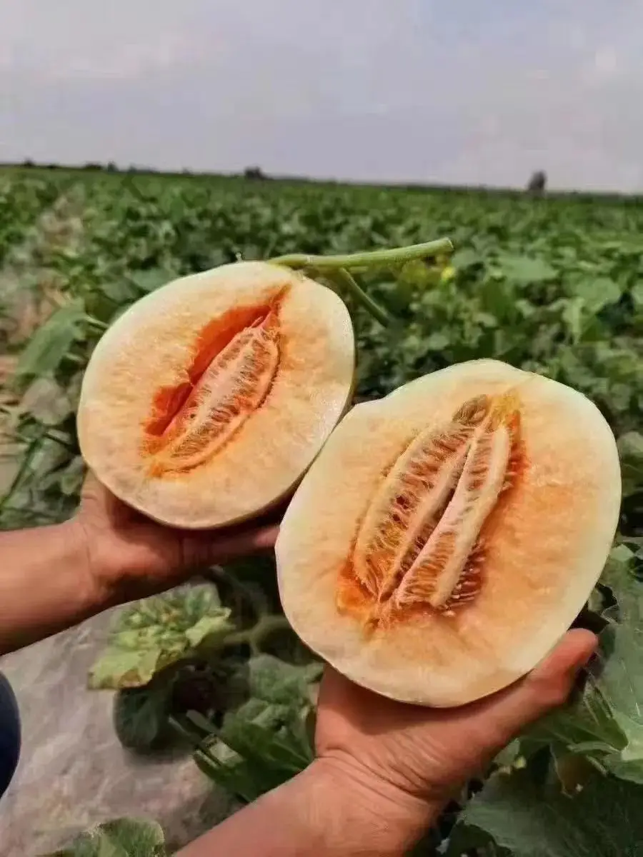 黄金甜蜜蜜瓜，甘肃民勤沙漠美味，值得打卡！