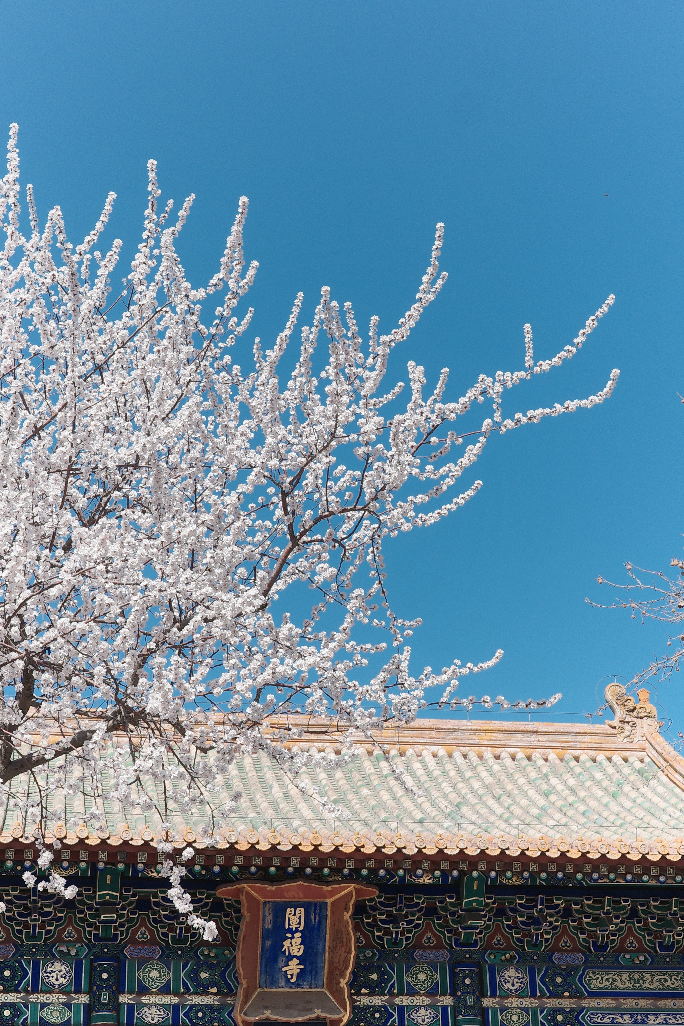 春摄影北京你好