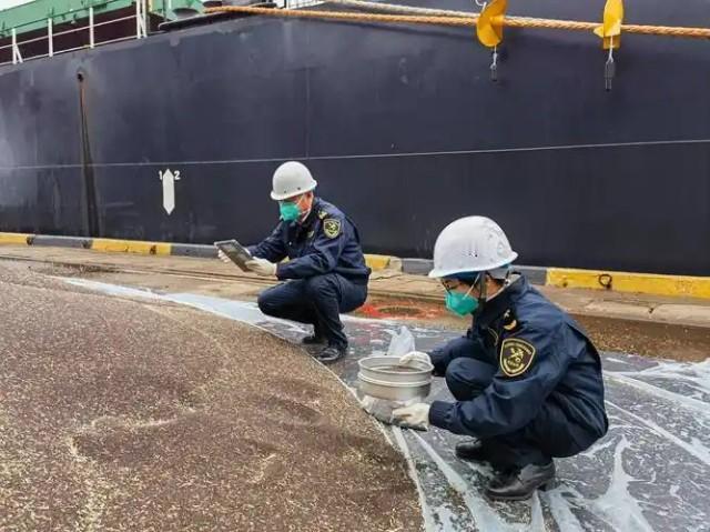 8月18日消息，我国以不到600美元每吨的价格从澳大利亚进口了5万吨油菜籽。这标