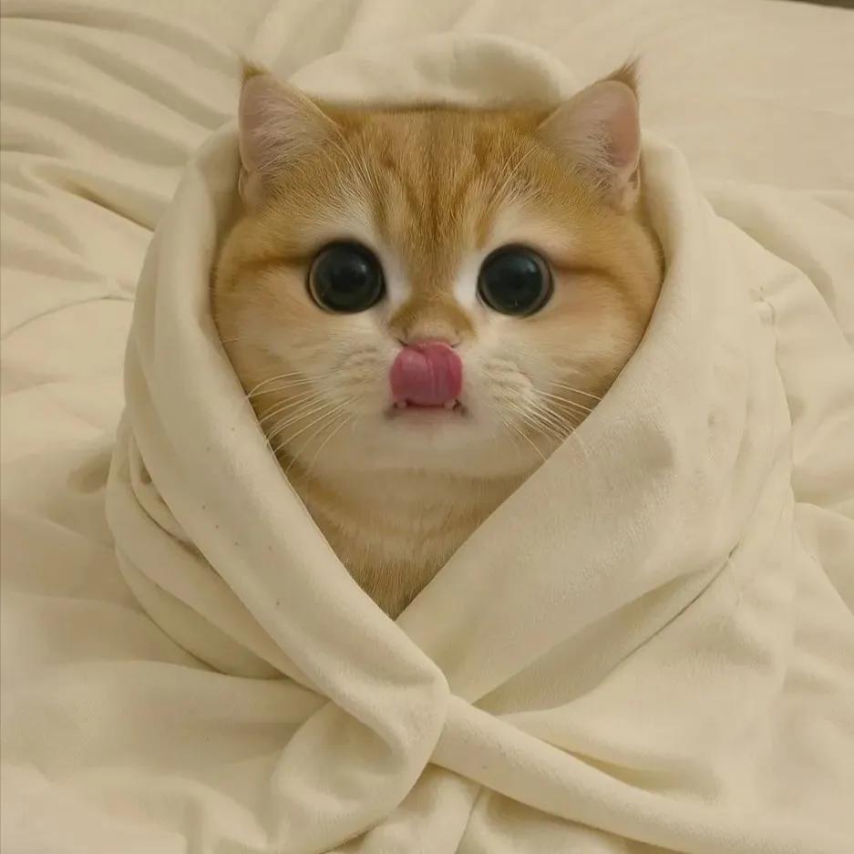 那只猫🐱最可爱