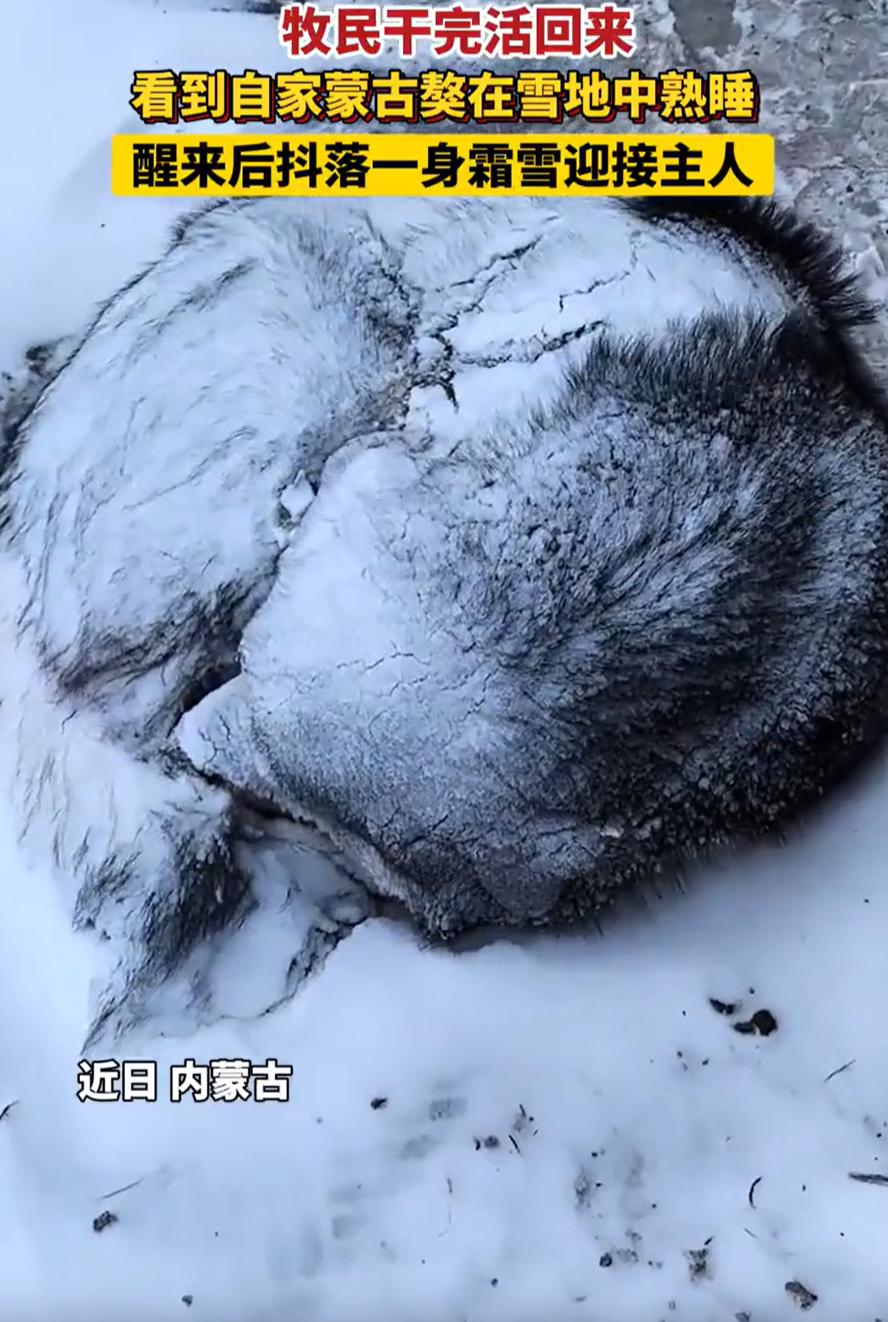 “太有灵性了！”内蒙古，一位牧民女子外出干活，结果因为大雪封路，回来时已经快到晚
