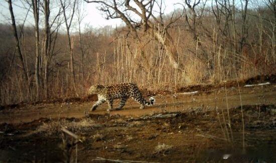 可悲的无知！甘肃平凉，一农民在山上放牛，一头小牛失踪了，等他找到时，小牛只剩了半