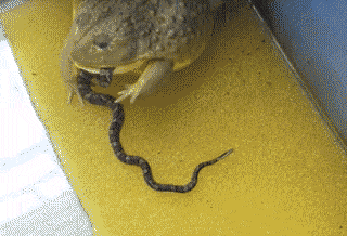 蟾蜍吃蛇,鸡肉味,嘎嘣脆