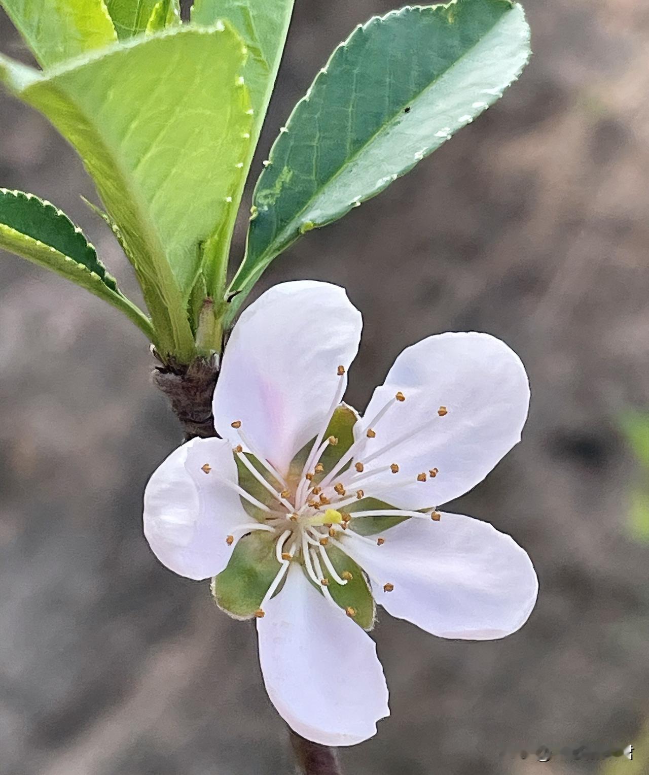 一男子，35岁，离异单身，和女朋友谈了，一年多，刚订完婚，女朋友就要和男子退婚，