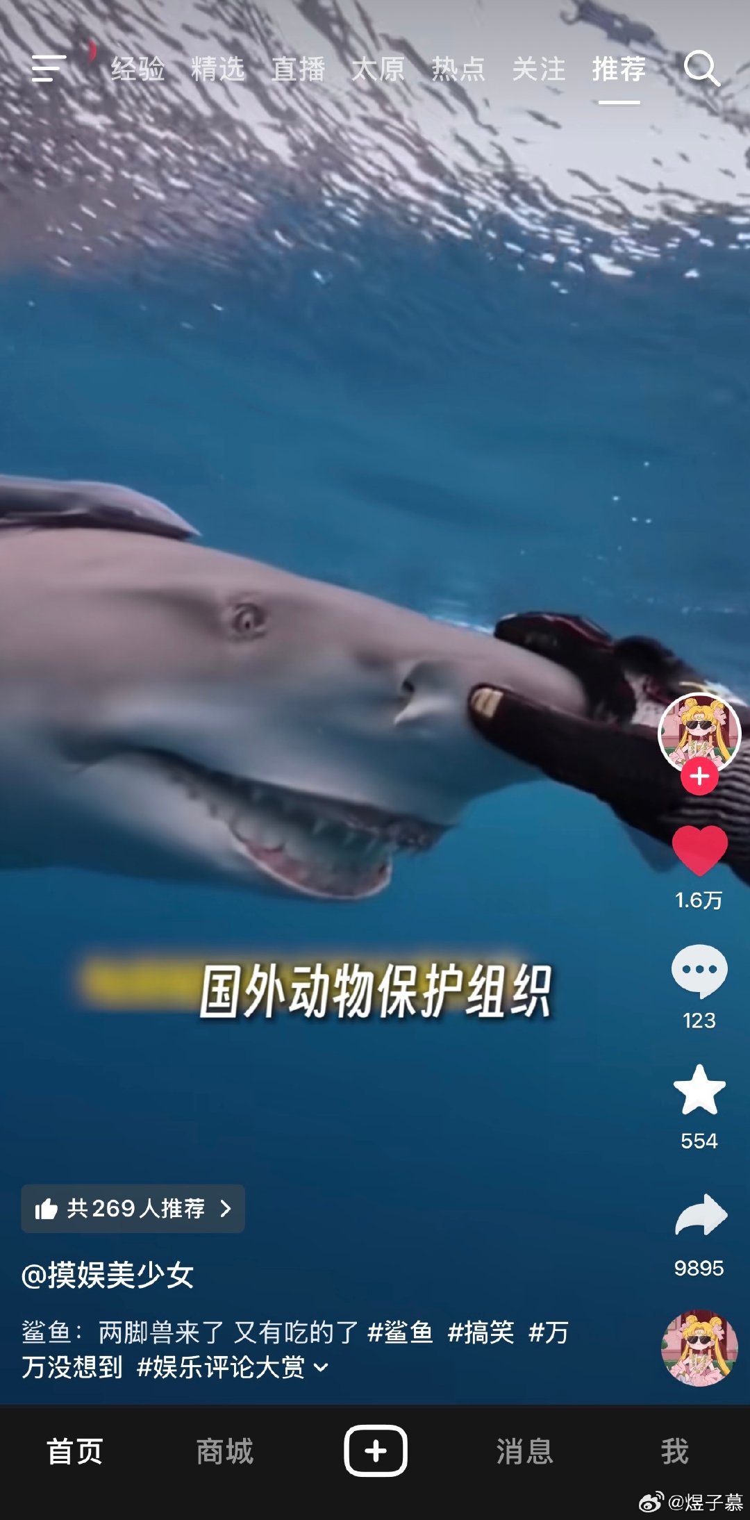 刚刚刷到了一个视频是“第一次在鲨鱼脸上看到了谄媚的表情”，我的第一联想反应是想起了高市早苗，你还别说