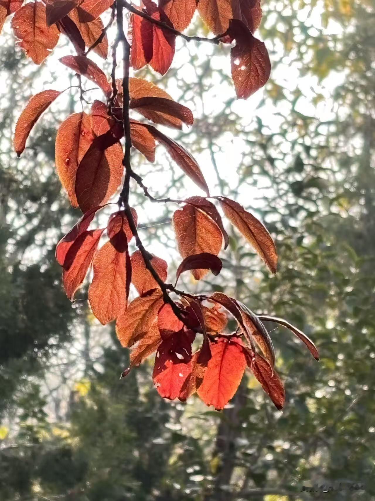 昨晚，娃爸下班回来说银行已经批了我们的提前还款申请，应该很快就能扣款了。要说20
