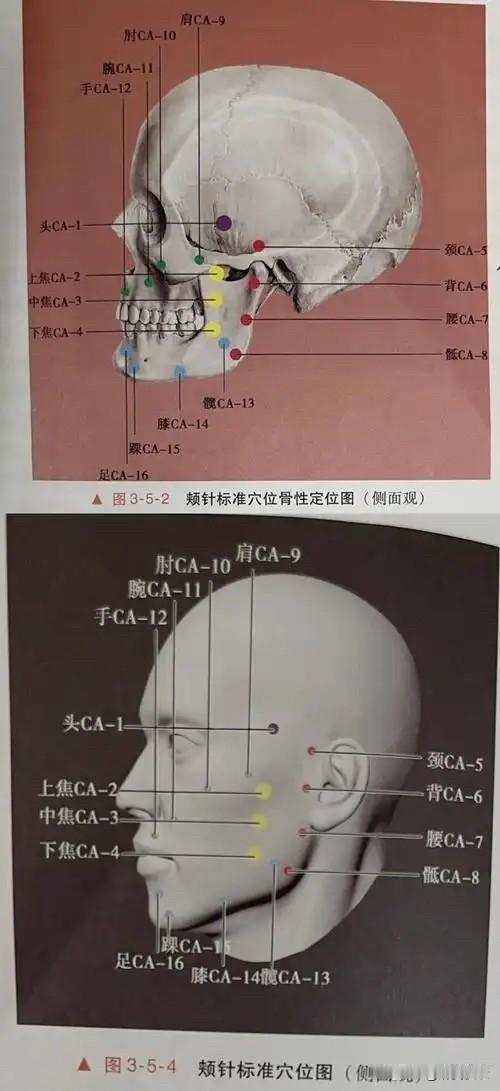 从今天开始用四天的时间学习颊针心中有解剖，针刺有方向穴位选的准，施针病消除