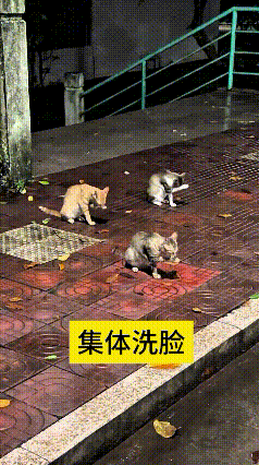 你瞅瞅这三只流浪猫，排排蹲在路边儿，动作齐刷刷的集体洗脸，小舌头舔爪子、抹脸的节