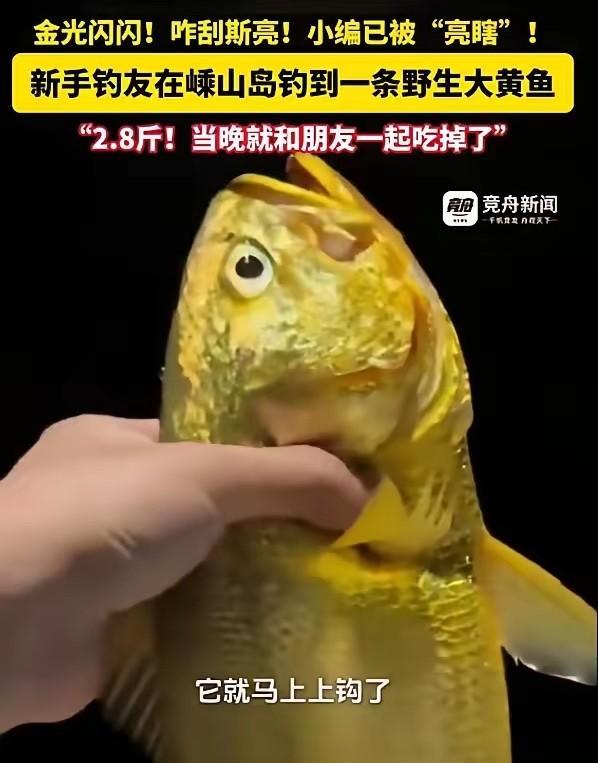“运气太好了！”9月12日报道，浙江舟山，一女子去钓鱼，她刚把鱼竿放下不久，水里