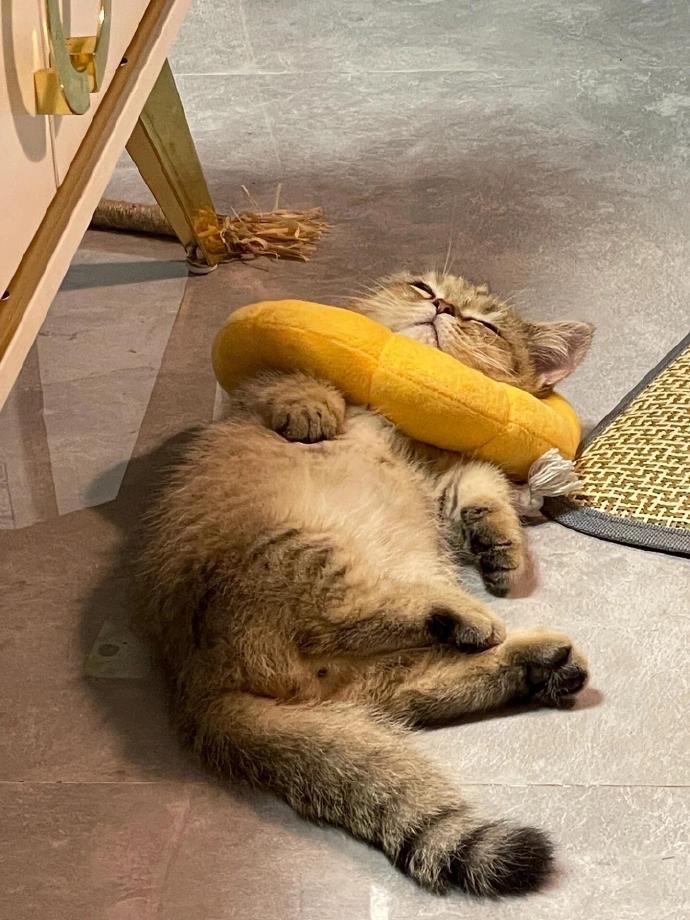 困困小猫ᓚᘏᗢZ☡zᶻ⌁meme