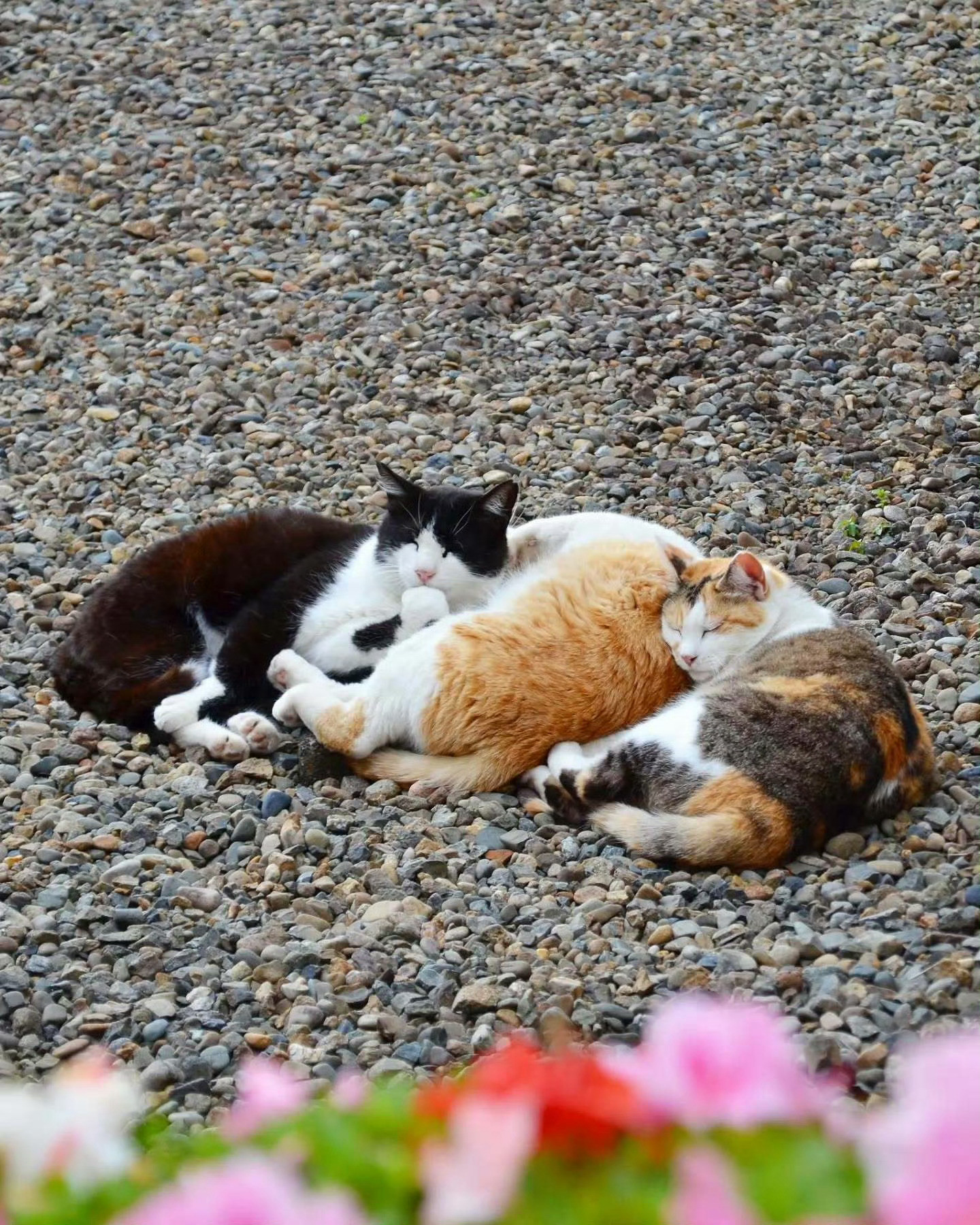 三块面包🐱🍞​​​