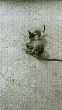 这只小猫简直是猫界“战神”！居然生擒了一只比自己个头还大、体重