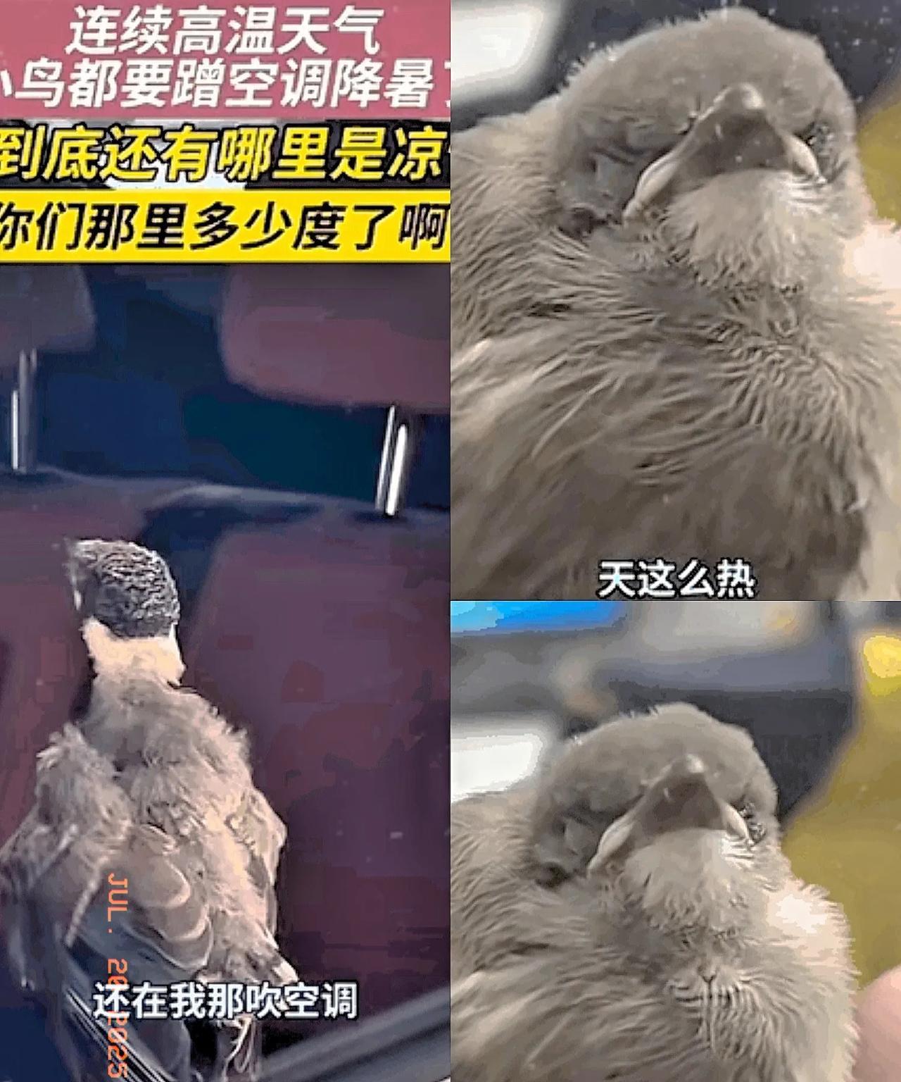 万物皆有灵！陕西，一只小鸟跑到车窗前“蹭空调”，刚好被车主看到，好心车主随口说了