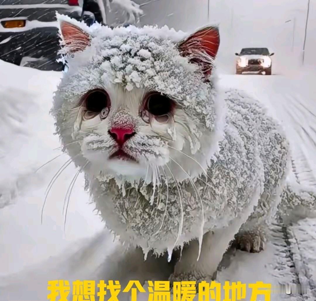 太可怜了！一只流浪猫一直或者风餐露宿的流浪生活，最近气温骤降，下起了大雪，小猫就