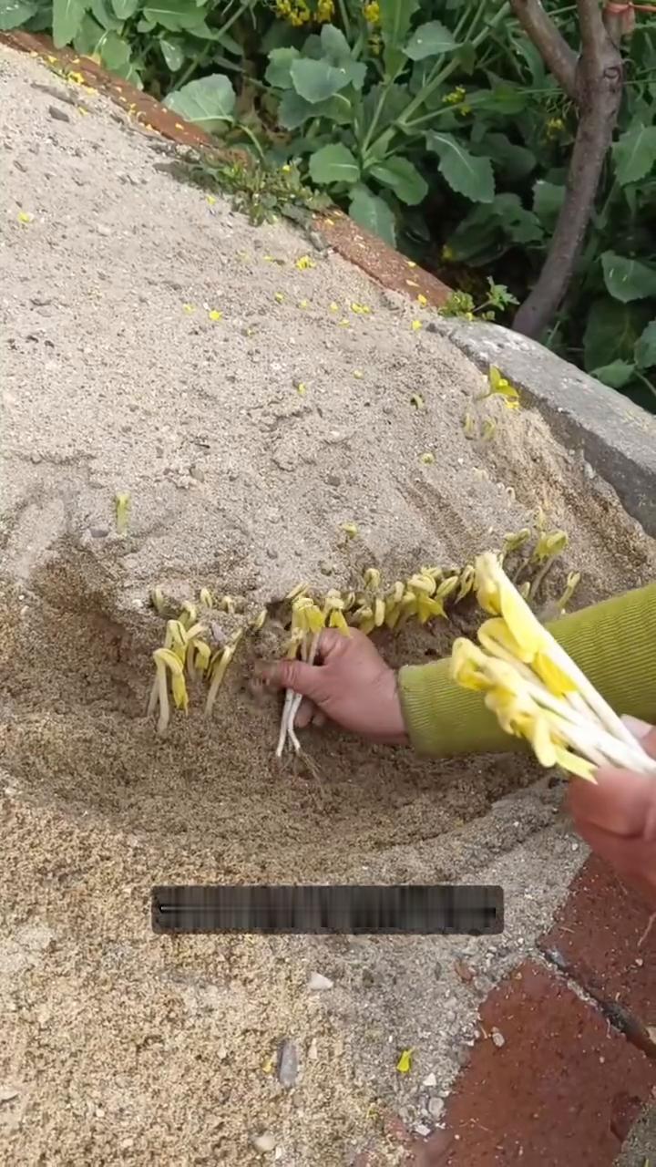 细沙培育嫩芽。你见过用沙子培育豆芽吗？只见这位大妈轻轻扒开沙层，一根根洁白粗壮