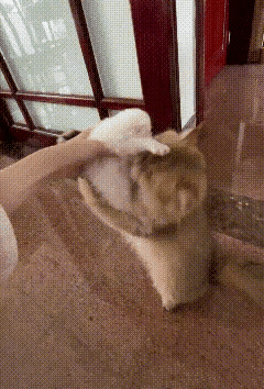 炸锅了！猫妈妈“护崽”现场，脾气差点没管住🤣家人们谁懂啊！这只猫妈也太护