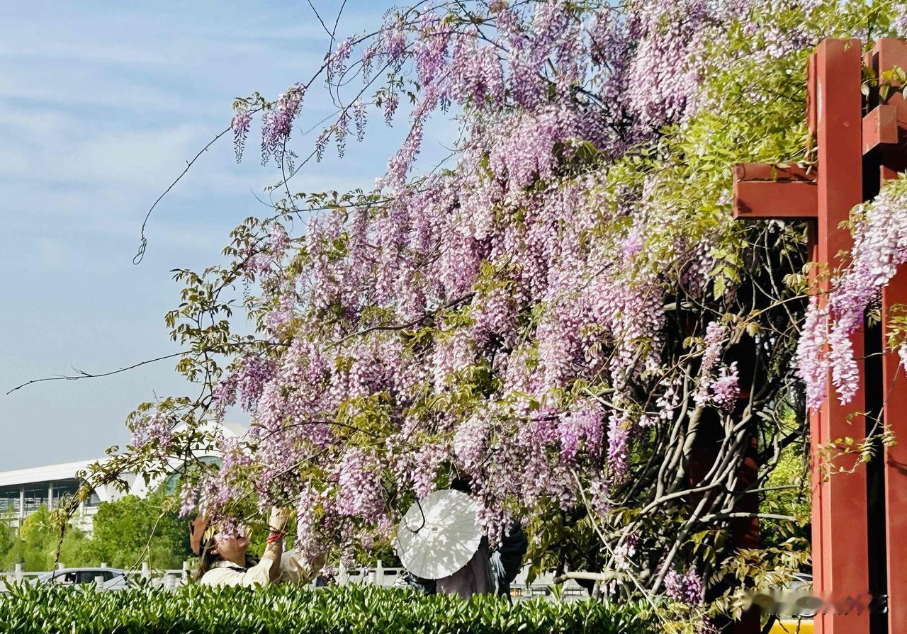 春日赏花的闲情逸致（随手拍）那天我在公园闲逛，竟邂逅了一场春日浪漫剧现场！画面